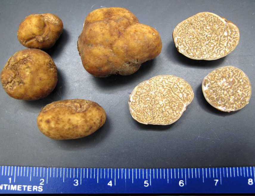 Pecan truffles (Tuber lyonii) — whole and cut, with a centimetre scale.